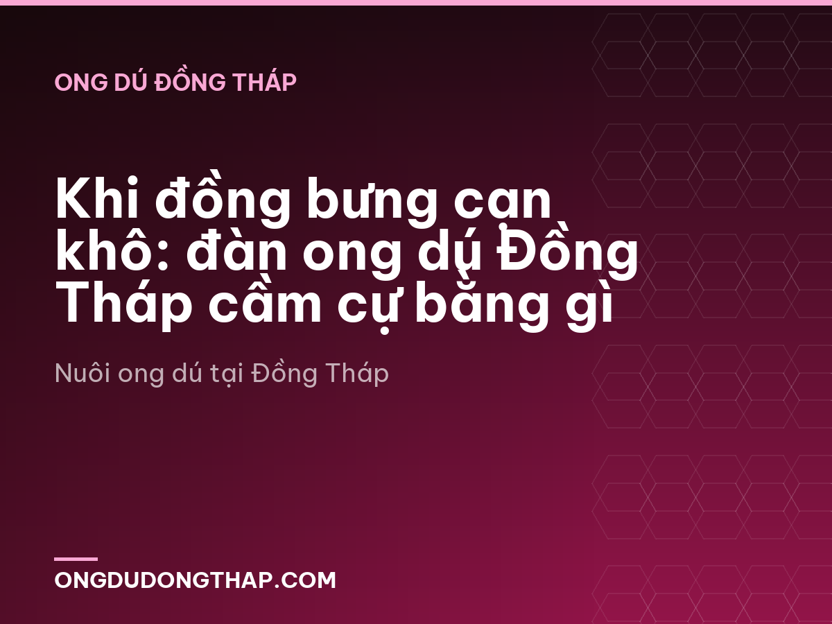 Khi đồng bưng cạn khô: đàn ong dú Đồng Tháp cầm cự bằng gì