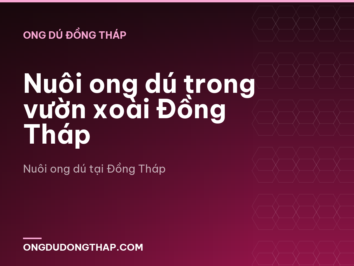 Nuôi ong dú trong vườn xoài Đồng Tháp