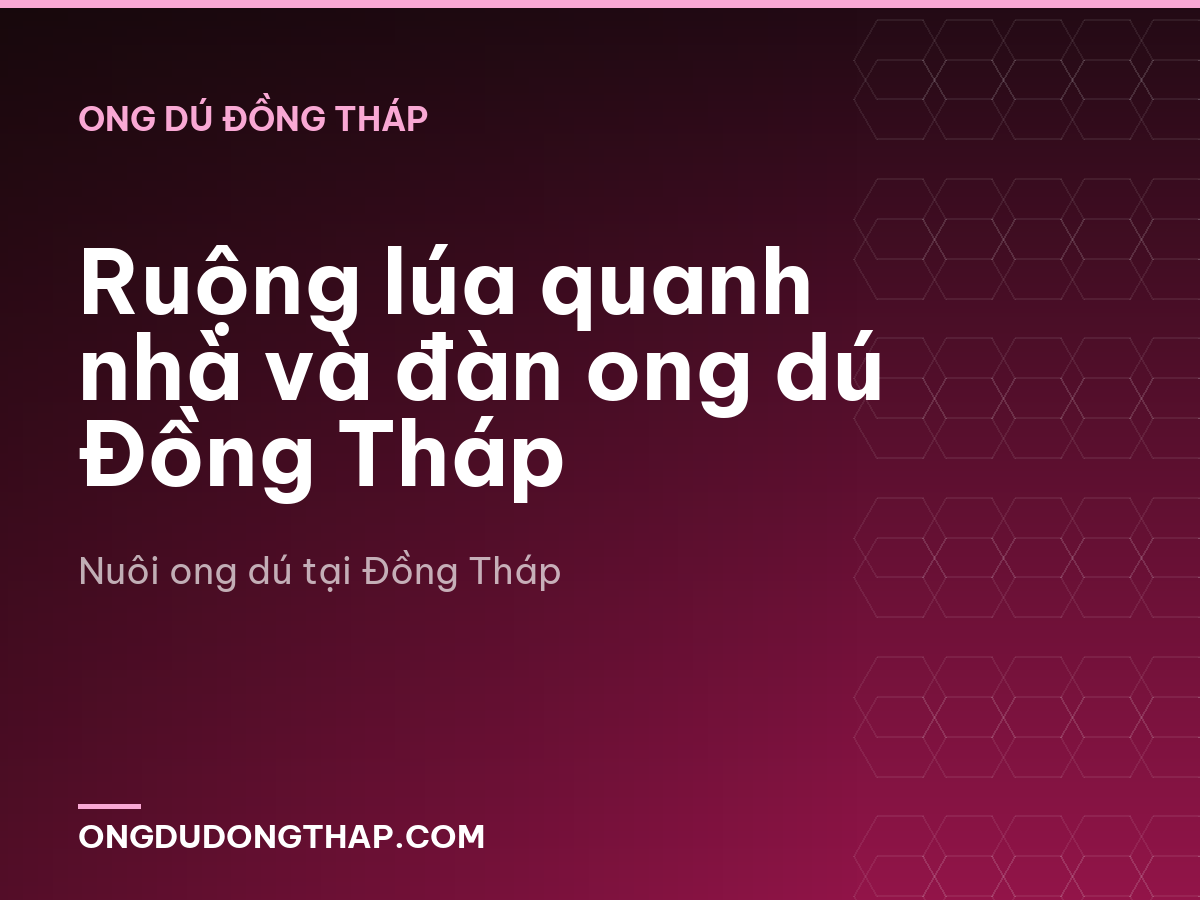 Ruộng lúa quanh nhà và đàn ong dú Đồng Tháp
