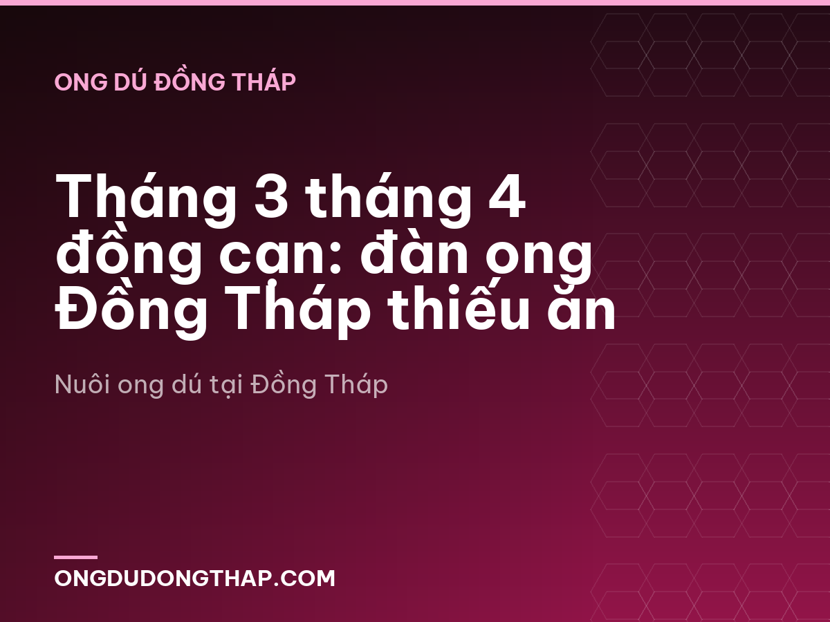 Tháng 3 tháng 4 đồng cạn: đàn ong Đồng Tháp thiếu ăn