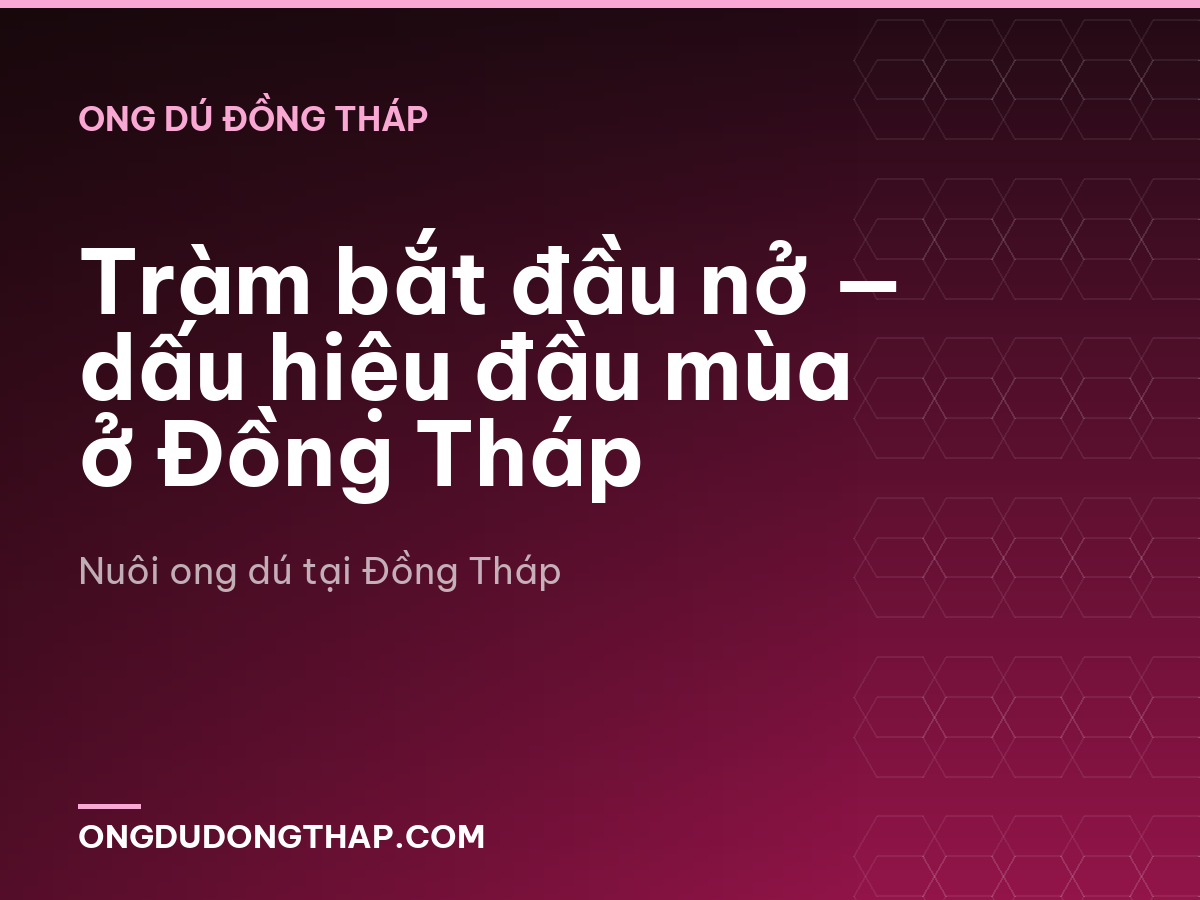 Tràm bắt đầu nở — dấu hiệu đầu mùa ở Đồng Tháp