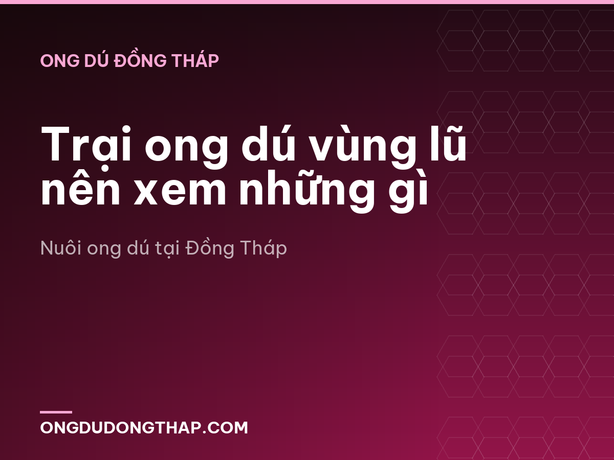 Trại ong dú vùng lũ nên xem những gì