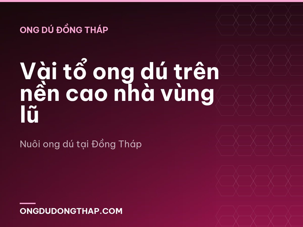 Vài tổ ong dú trên nền cao nhà vùng lũ